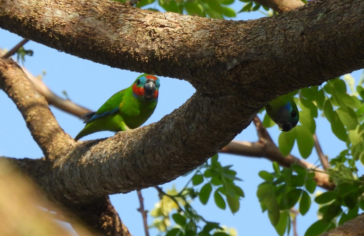 Double-eyed Fig-Parrot - ML625106961