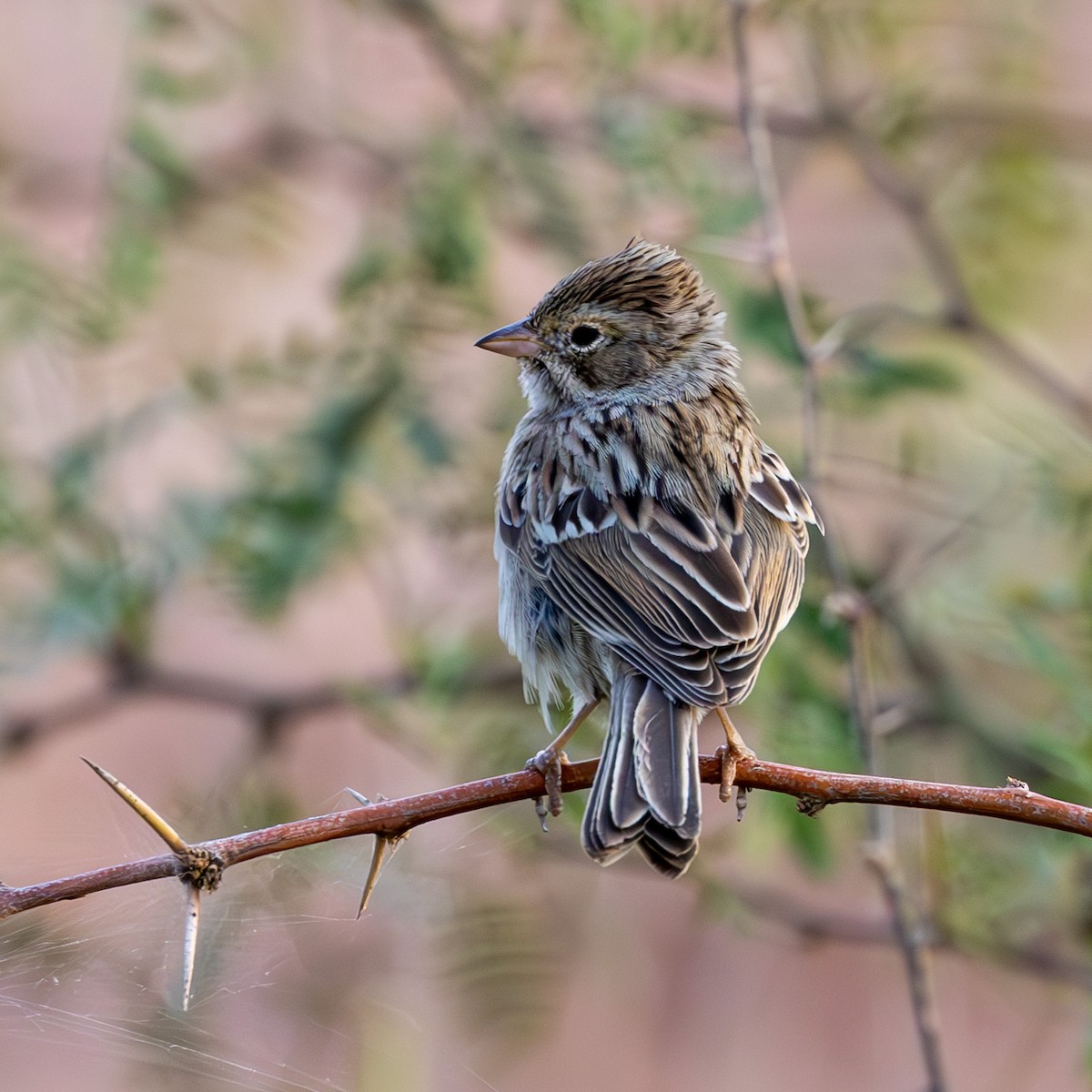 Brewer's Sparrow - ML625107200