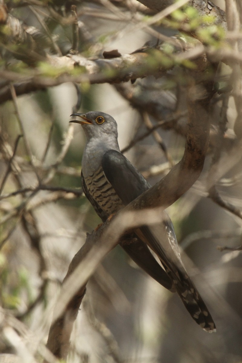 Madagascar Cuckoo - ML625107206