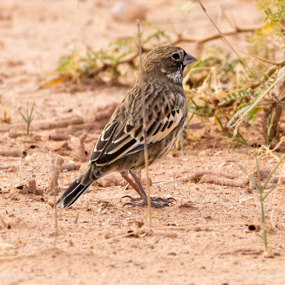 Lark Bunting - ML625107212