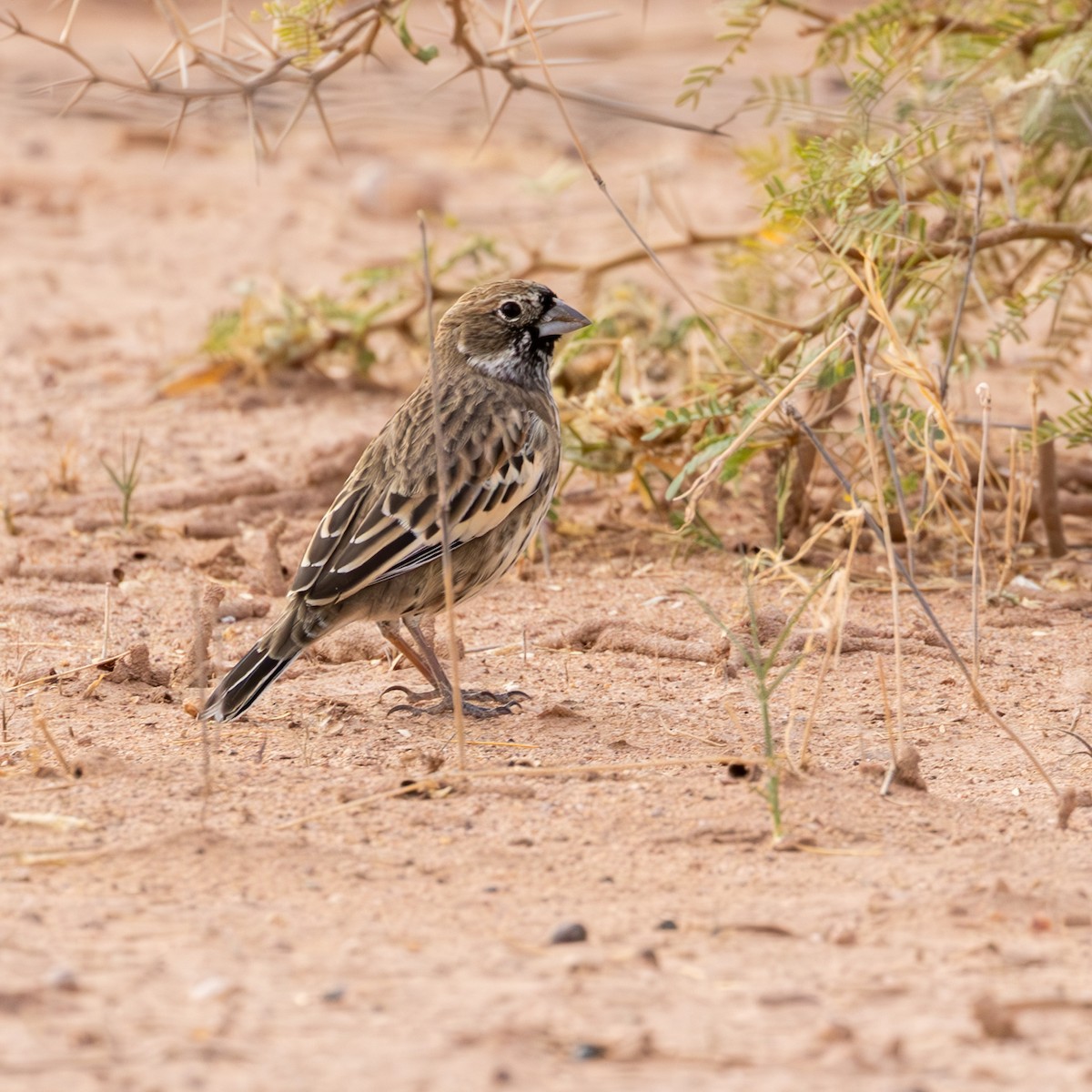 Lark Bunting - ML625107213