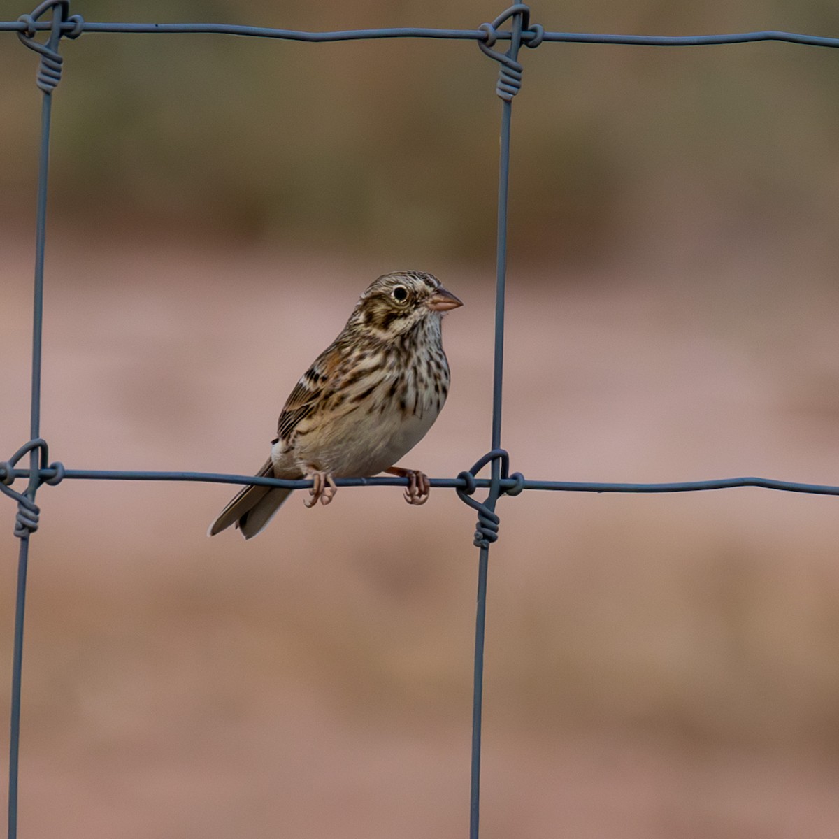 Vesper Sparrow - ML625107215