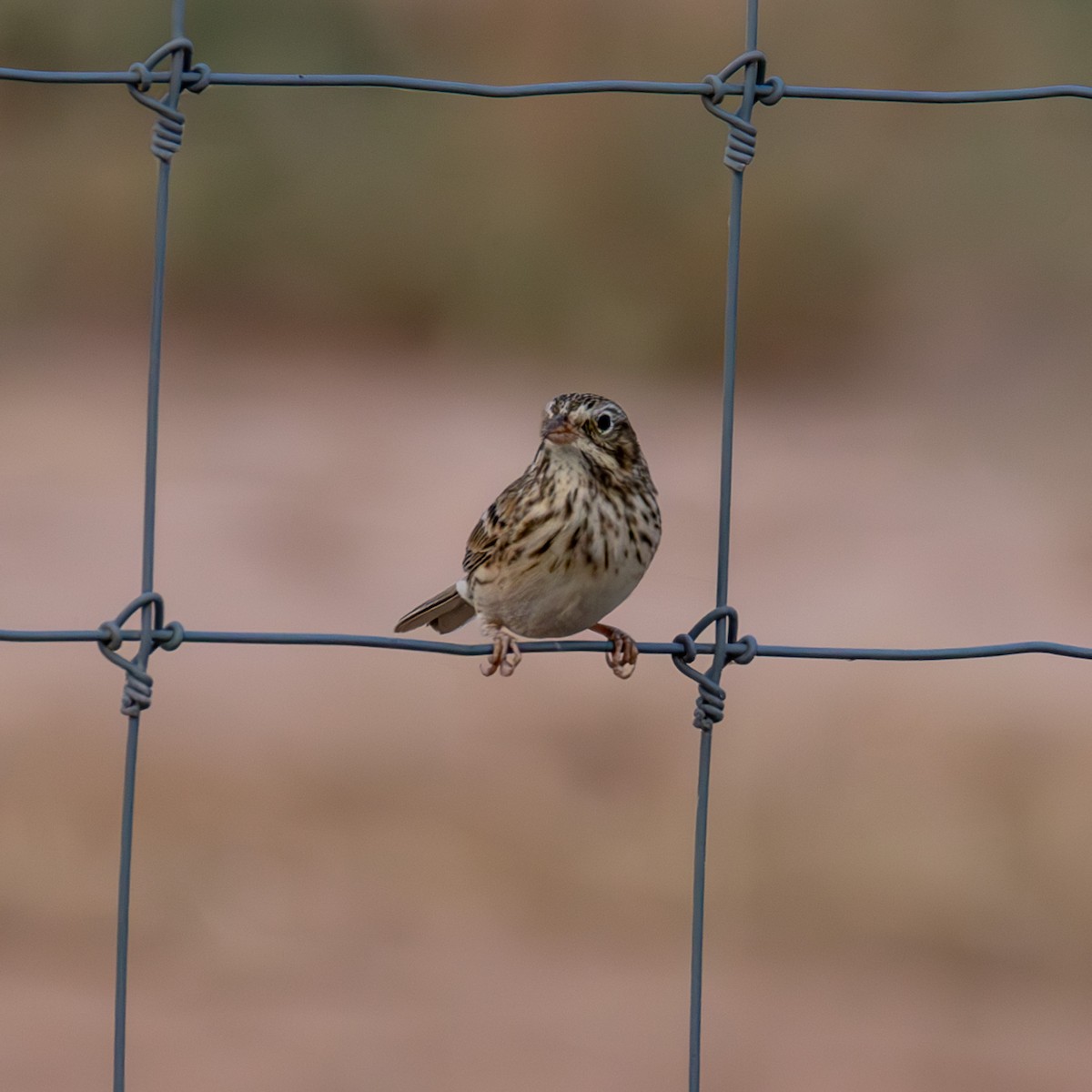 Vesper Sparrow - ML625107216