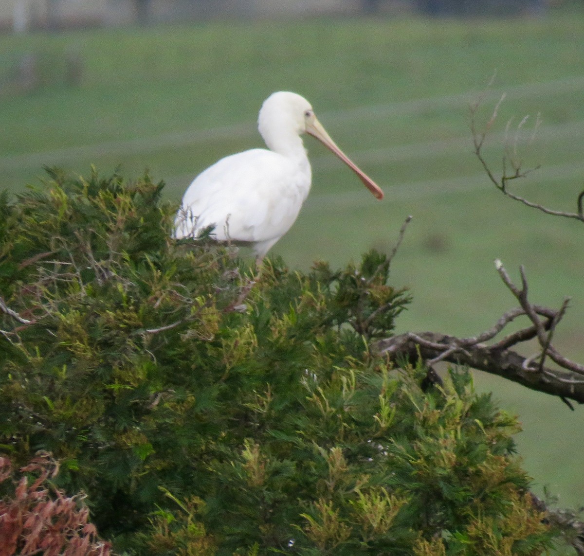 Yellow-billed Spoonbill - ML625107217