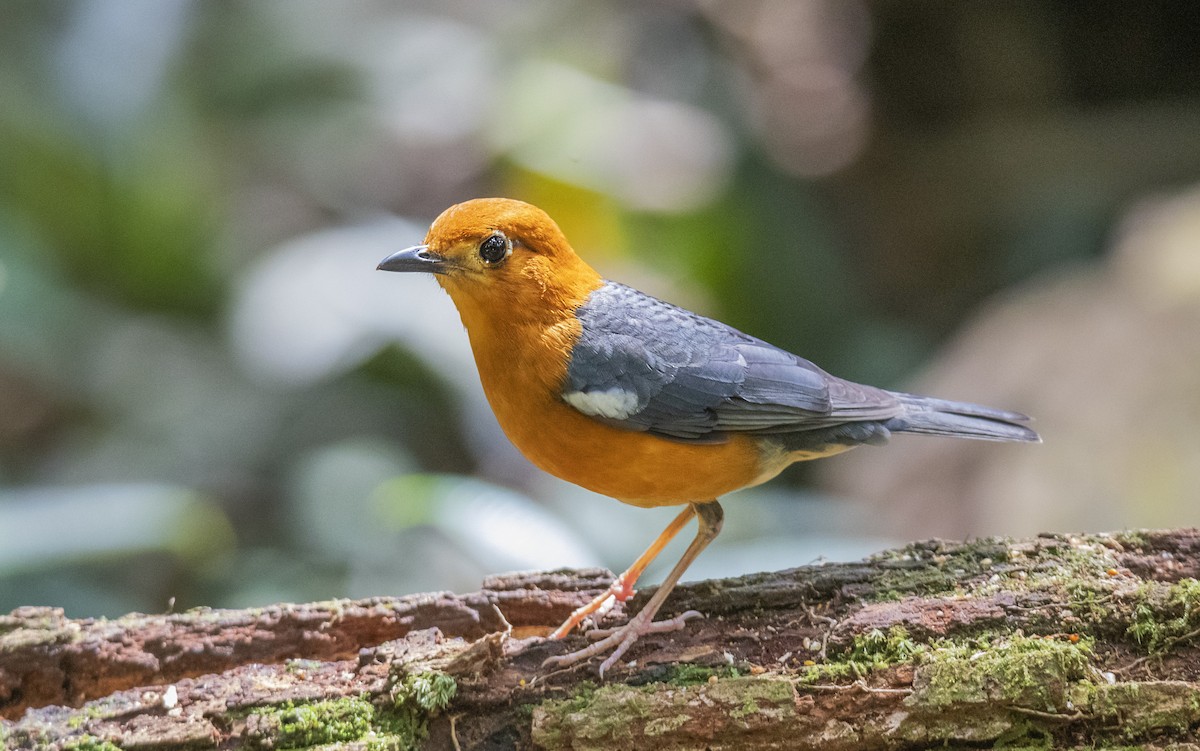 Orange-headed Thrush - ML625107218