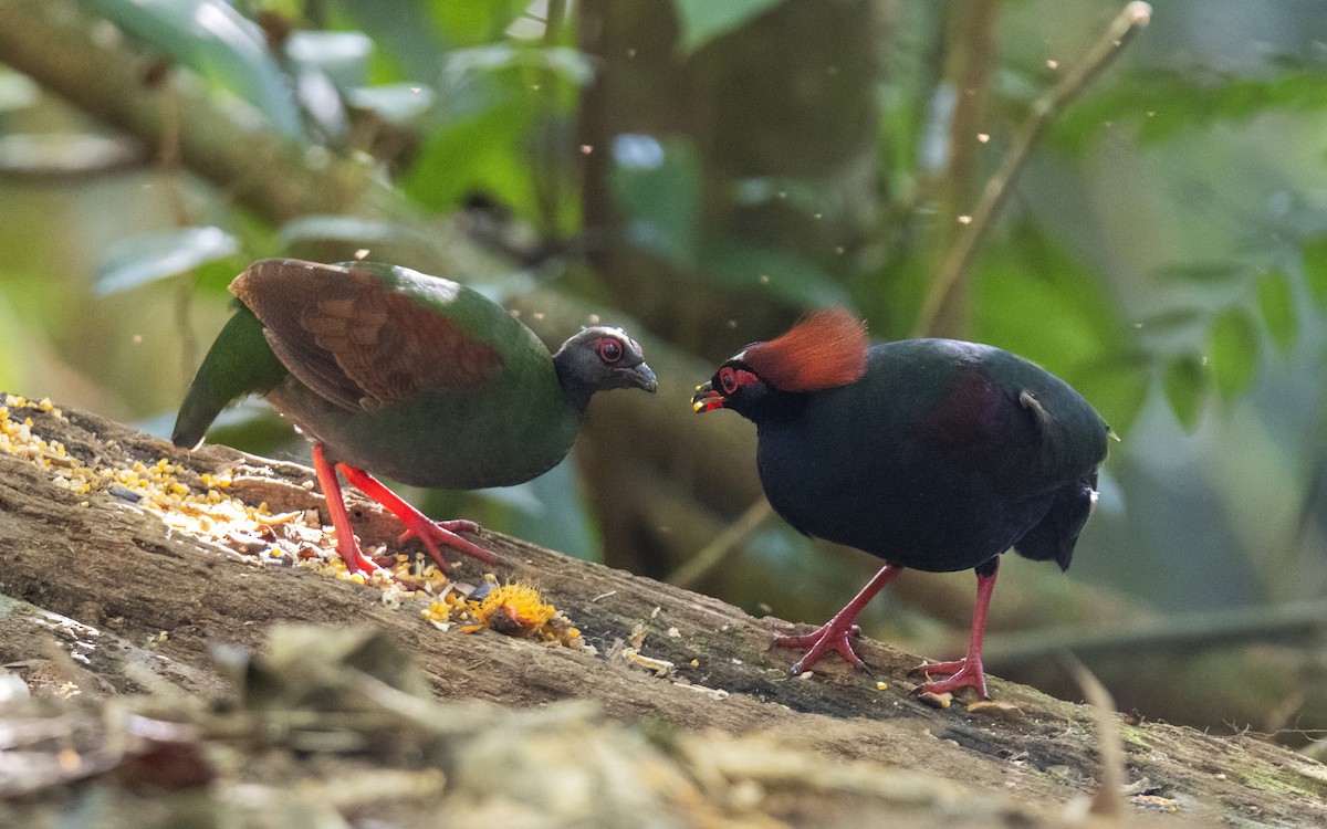 Crested Partridge - Ashraf Anuar Zaini