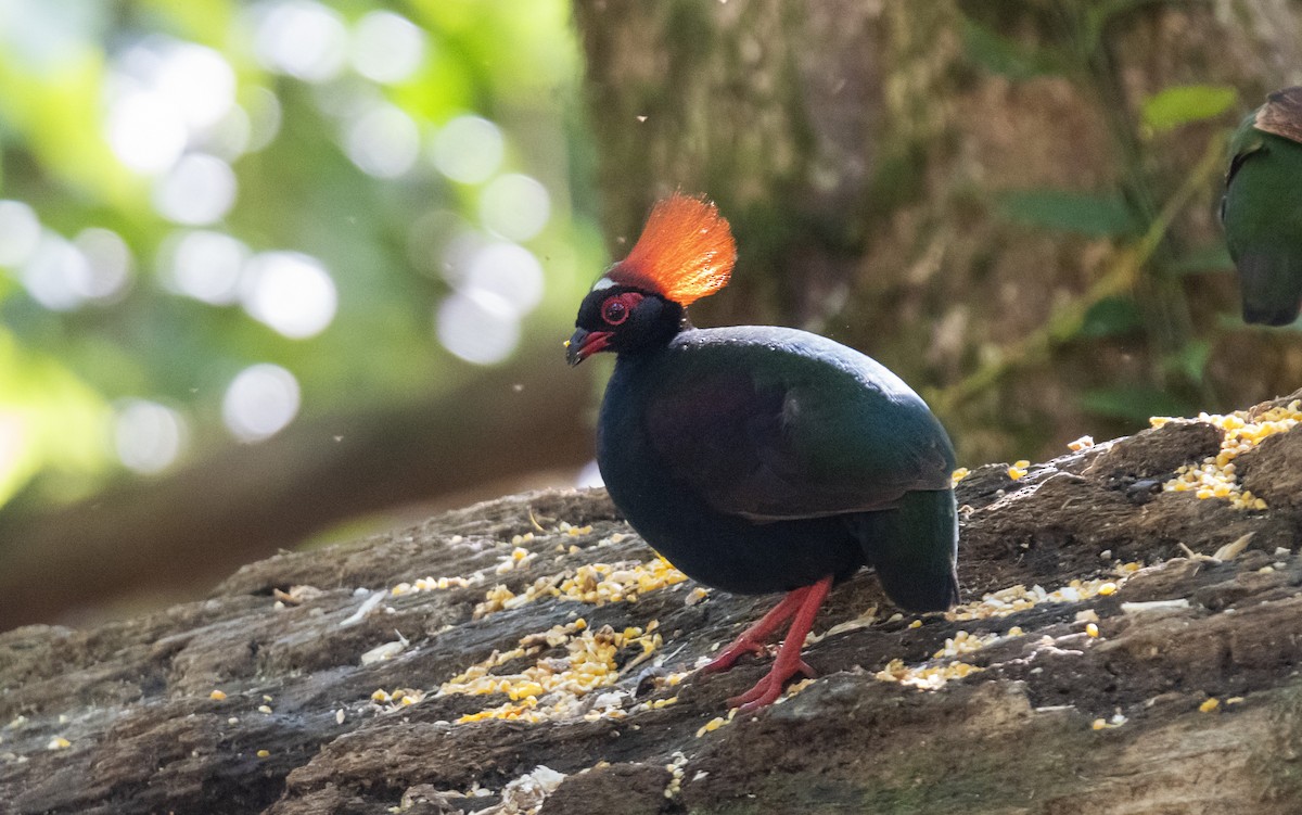 Crested Partridge - ML625107221