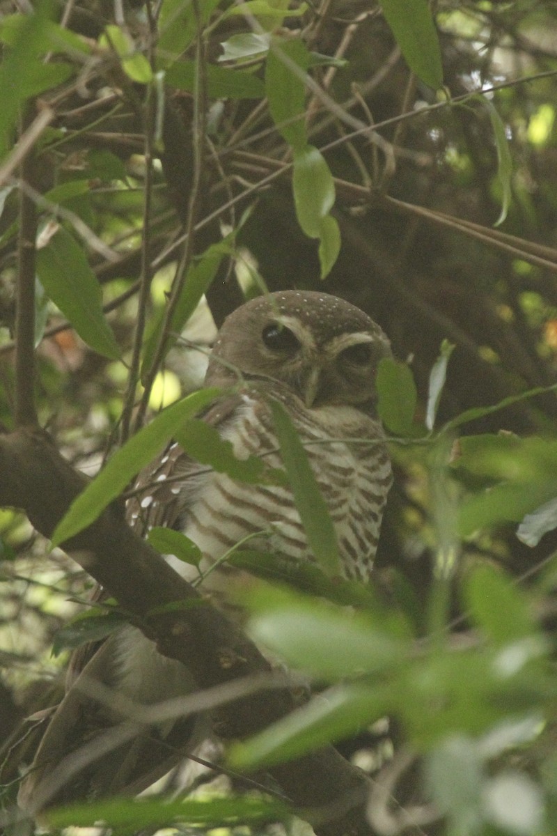 White-browed Owl - ML625107222