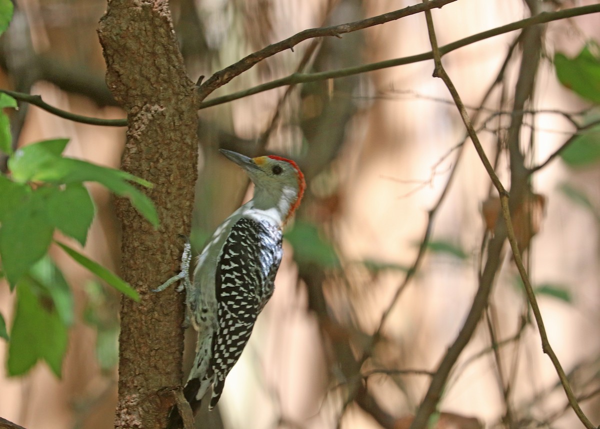 Golden-fronted/Red-bellied Woodpecker - ML625107223