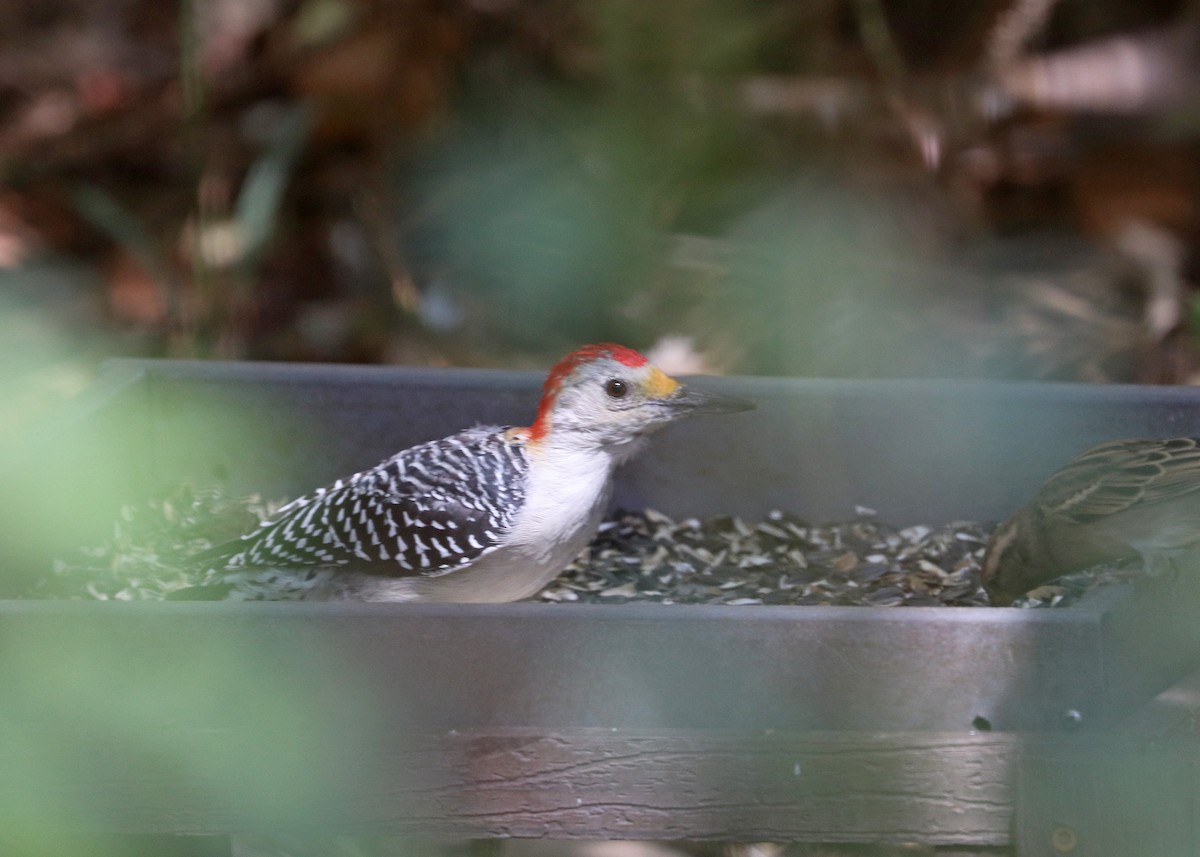 Golden-fronted/Red-bellied Woodpecker - ML625107224