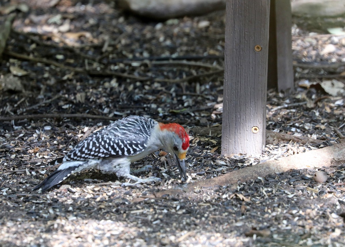 Golden-fronted/Red-bellied Woodpecker - ML625107225