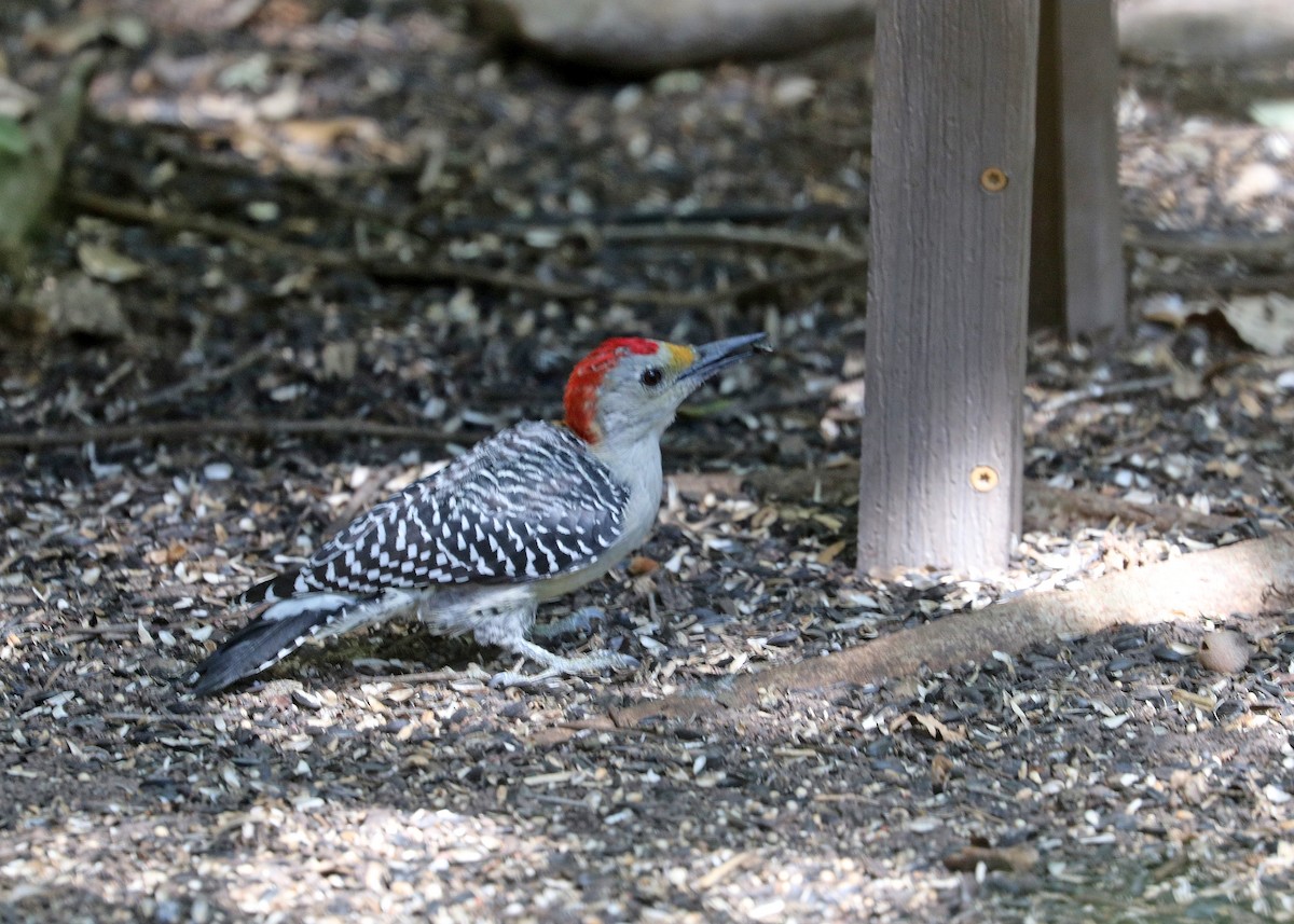 Golden-fronted/Red-bellied Woodpecker - ML625107226