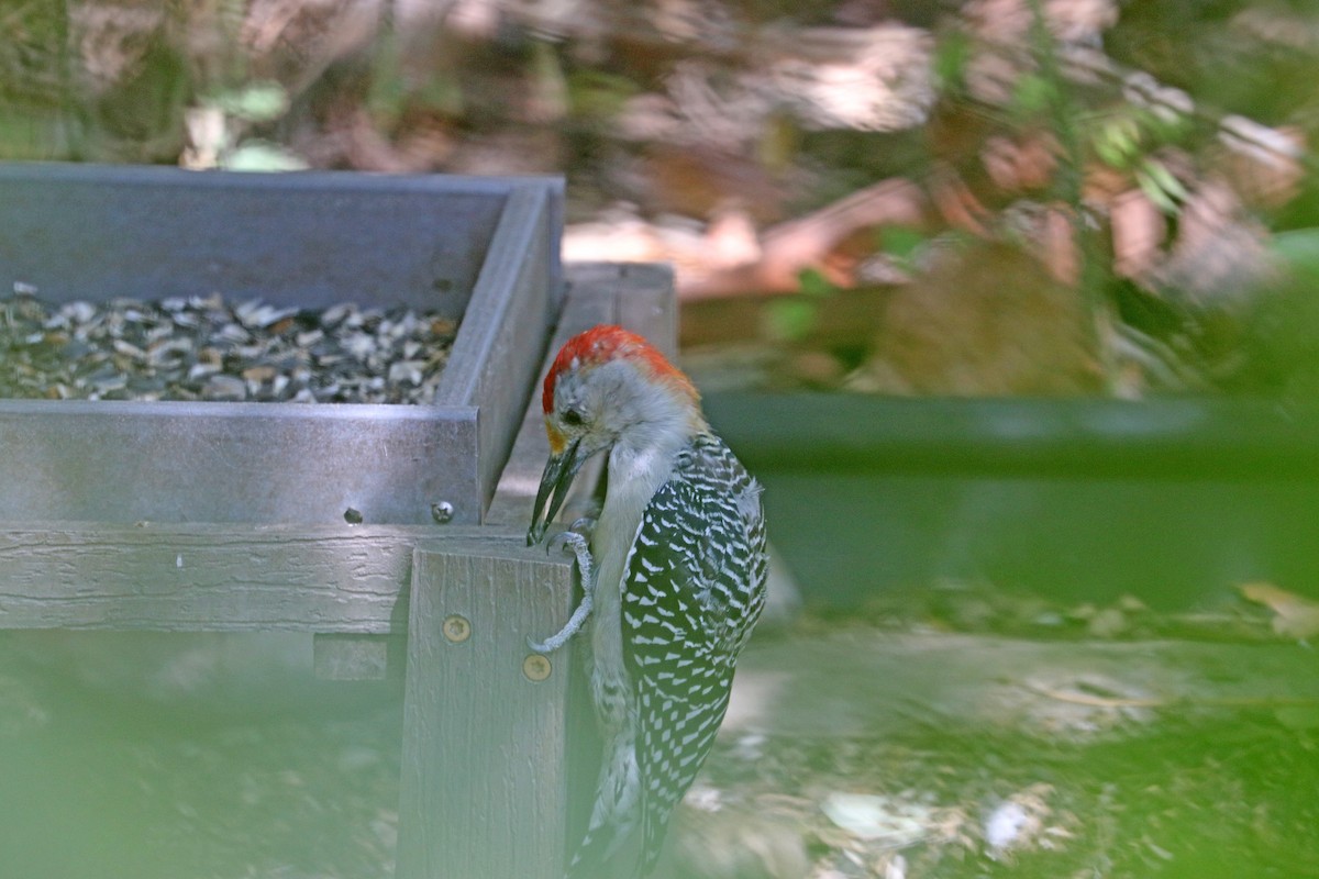 Golden-fronted/Red-bellied Woodpecker - ML625107227