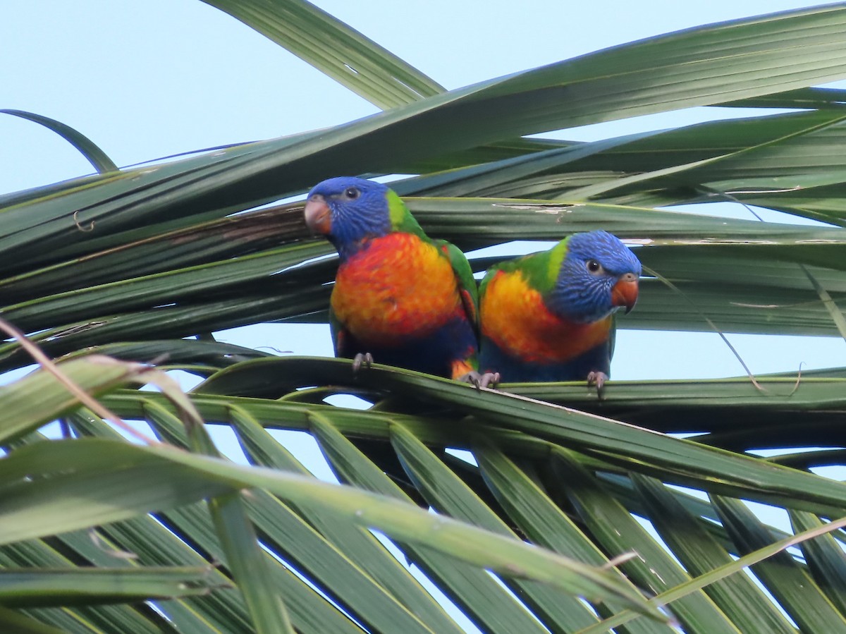 Rainbow Lorikeet - Deb Fellows