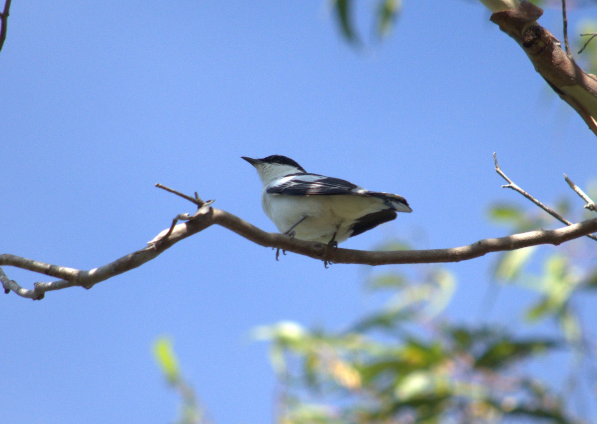 White-winged Triller - ML625107234