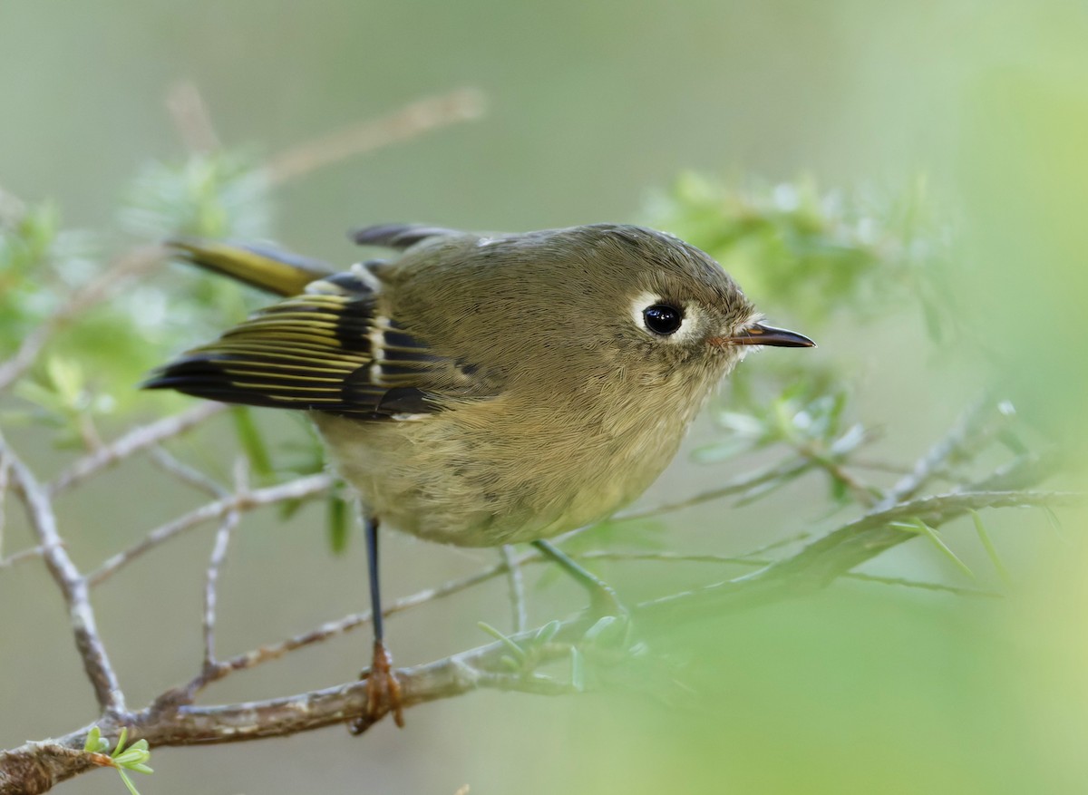 Golden-crowned Kinglet - ML625107235