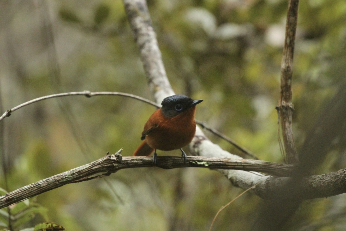 Malagasy Paradise-Flycatcher - ML625107236