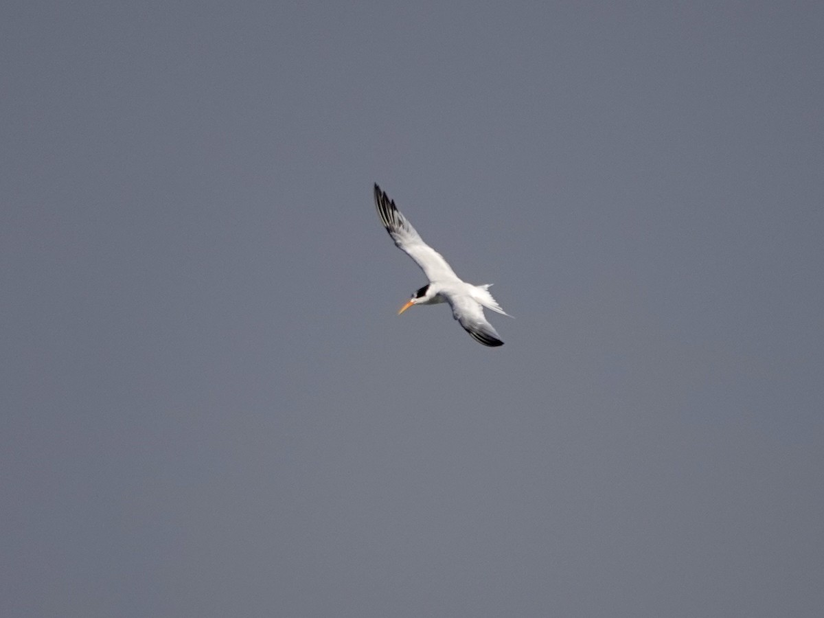 Elegant Tern - ML625107322