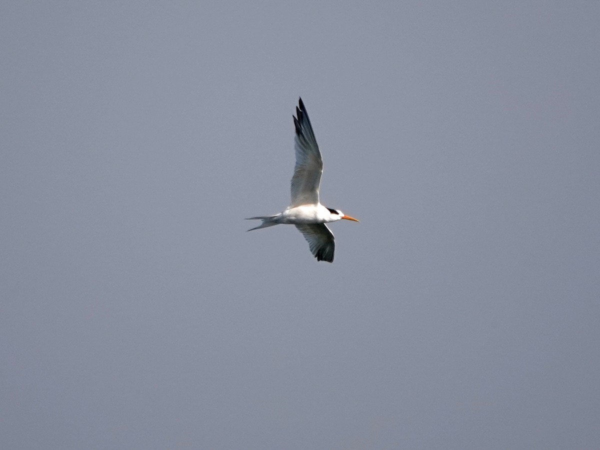 Elegant Tern - ML625107327