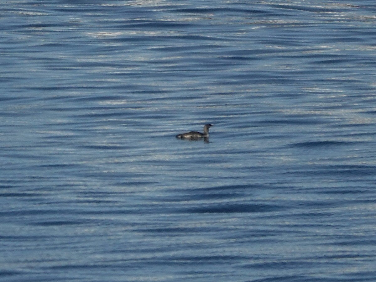 Red-throated Loon - ML625107333