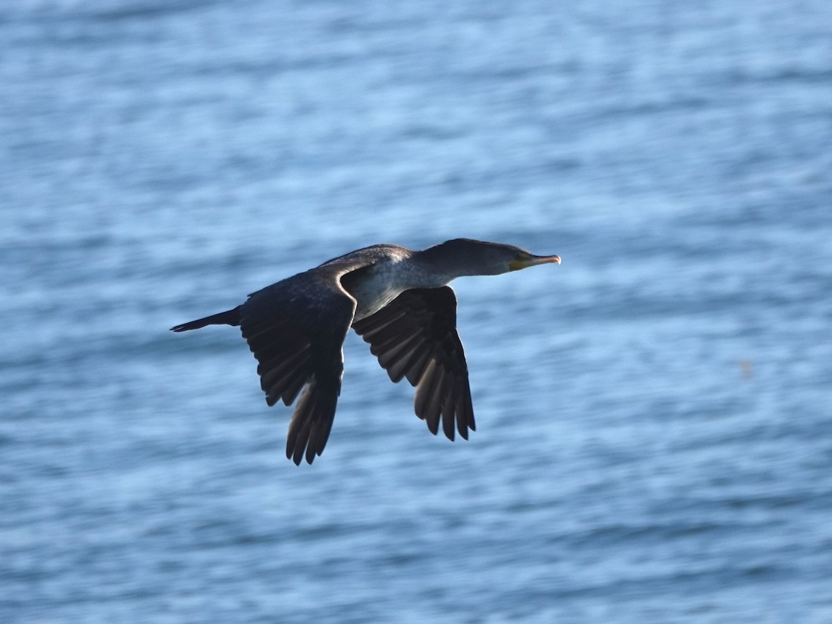 Double-crested Cormorant - ML625107339