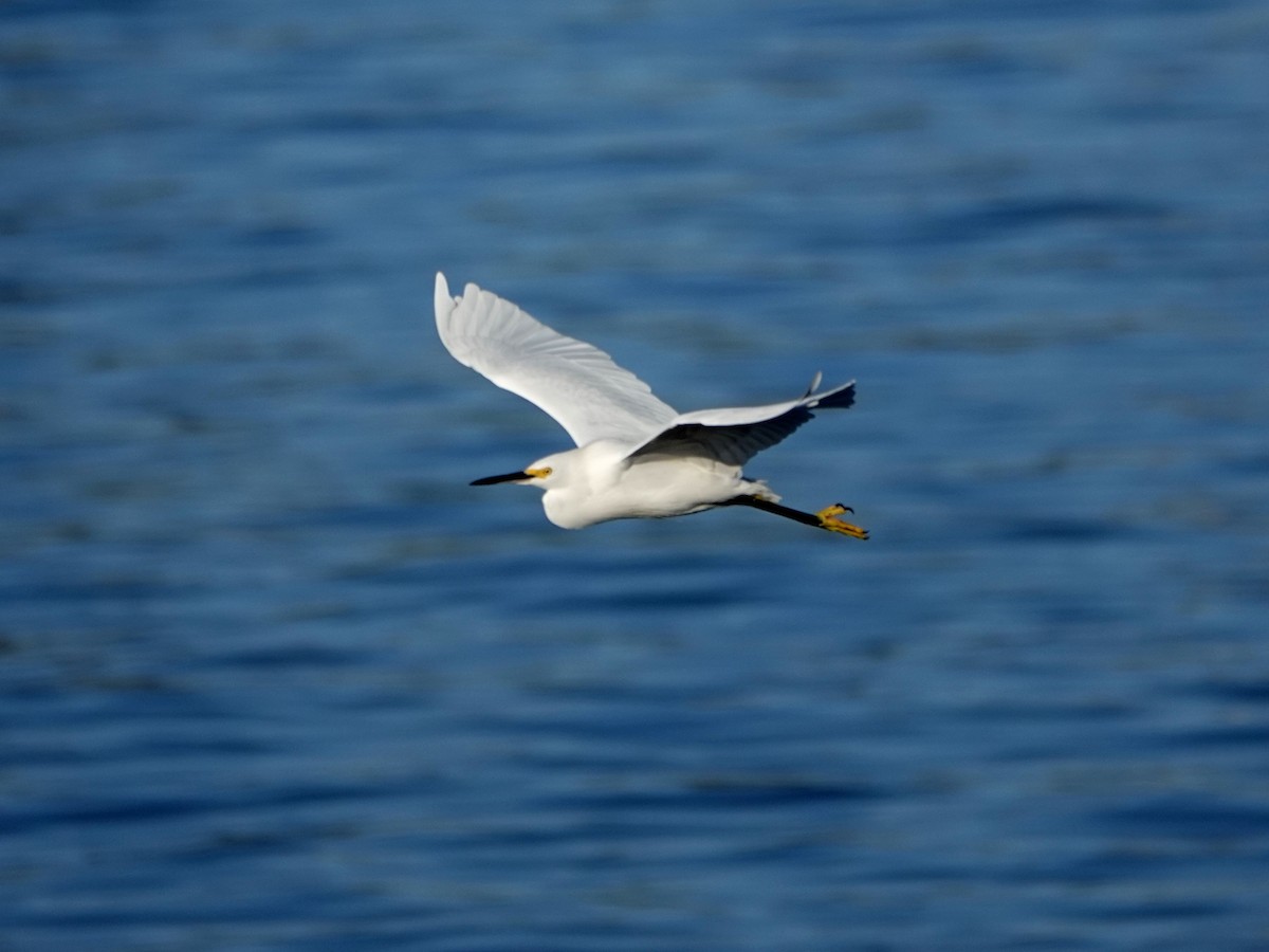 Snowy Egret - ML625107340