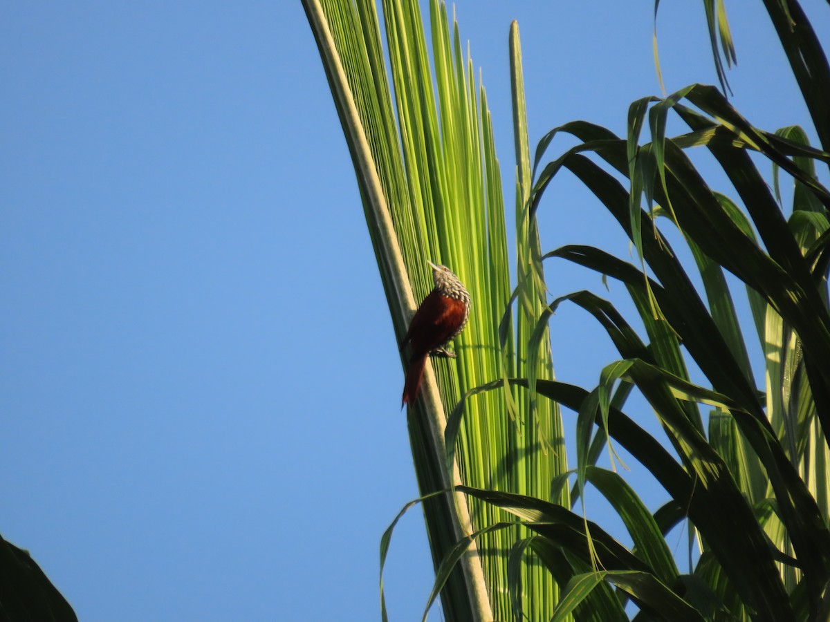 Point-tailed Palmcreeper - ML625107536