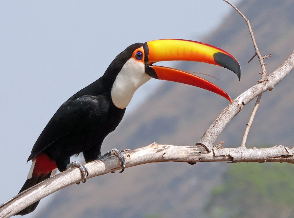 Toco Toucan - Diane Drobka