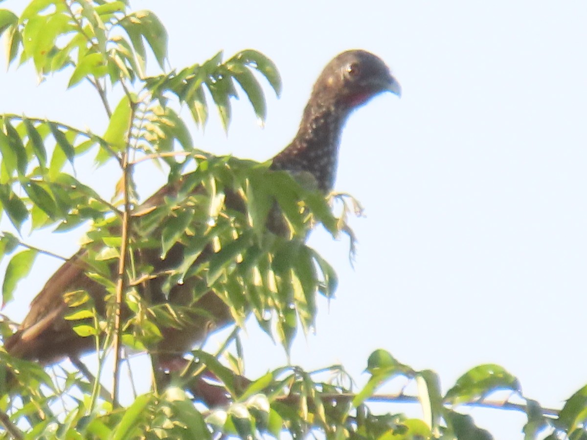 Speckled Chachalaca - ML625107558