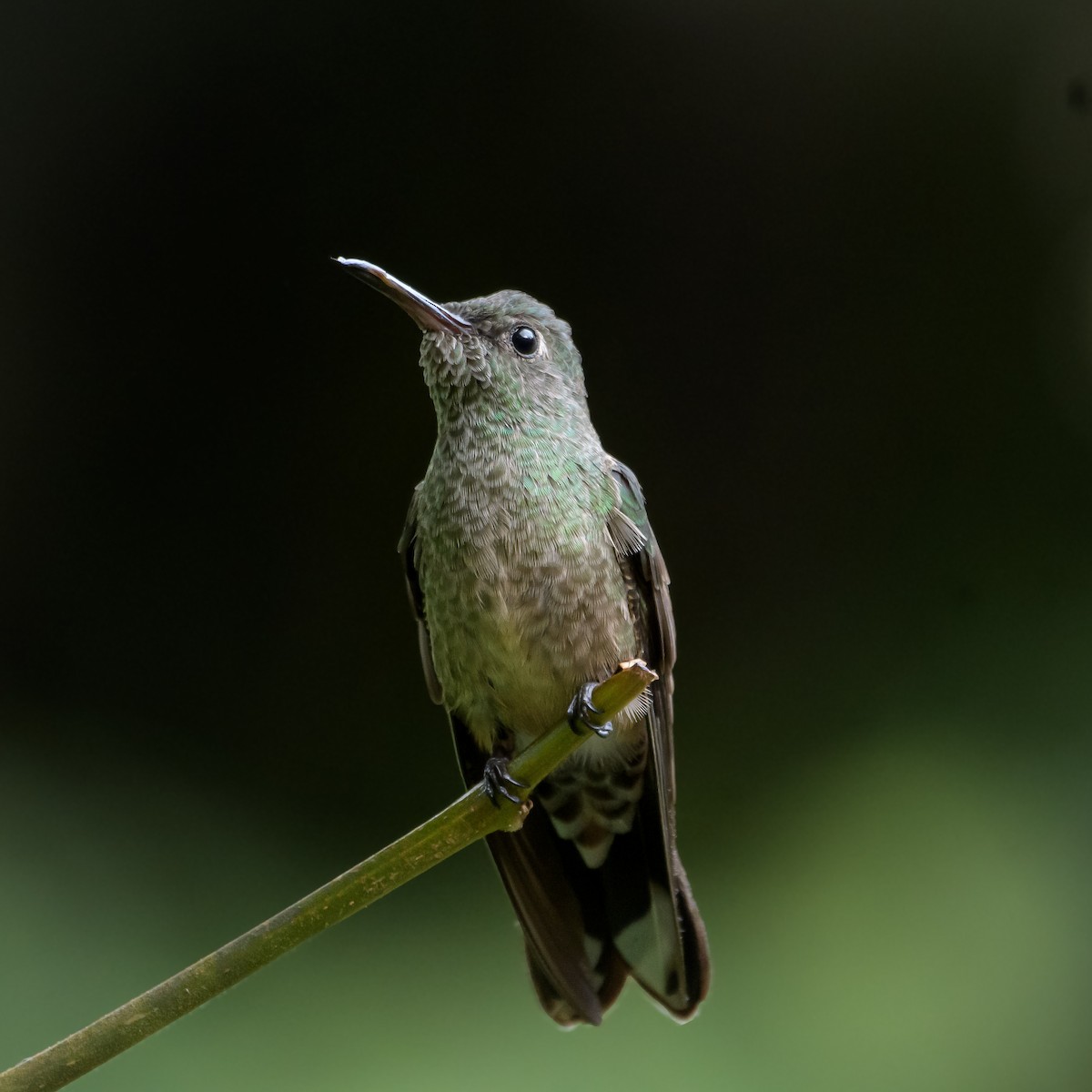 Colibri de Cuvier - ML625107567