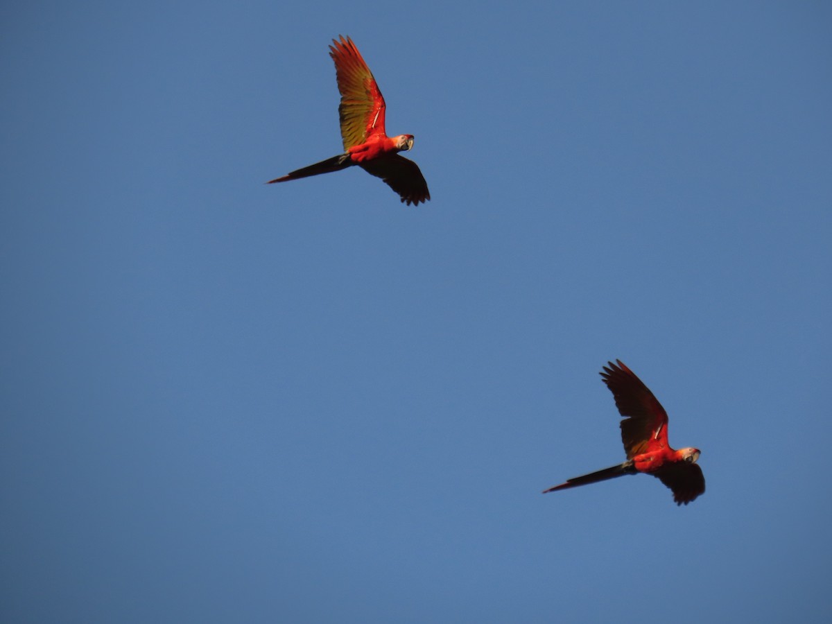 Scarlet Macaw - ML625107617