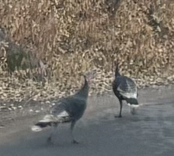 Wild Turkey - ML625107639