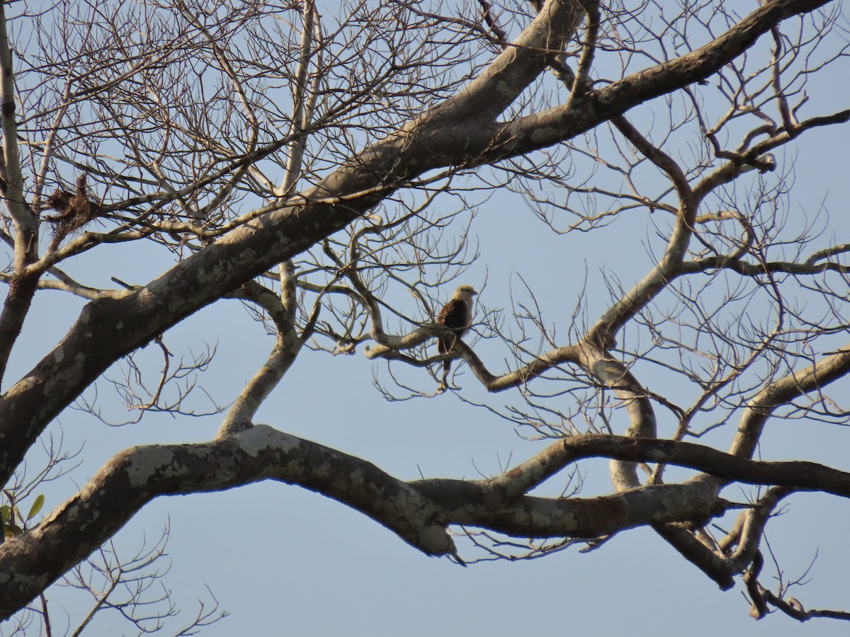 Yellow-headed Caracara - ML625107655