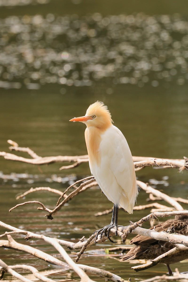 Eastern Cattle-Egret - ML625107670