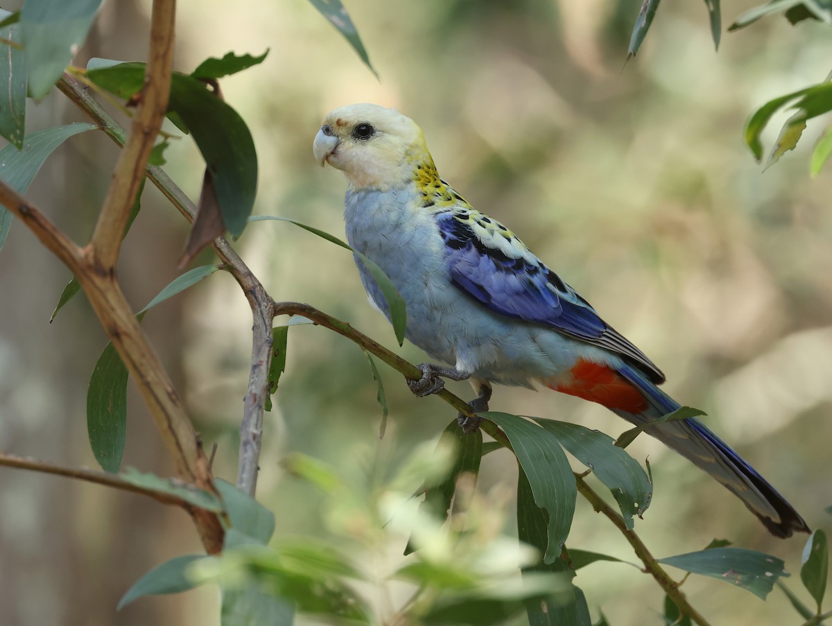 Pale-headed Rosella - ML625107698