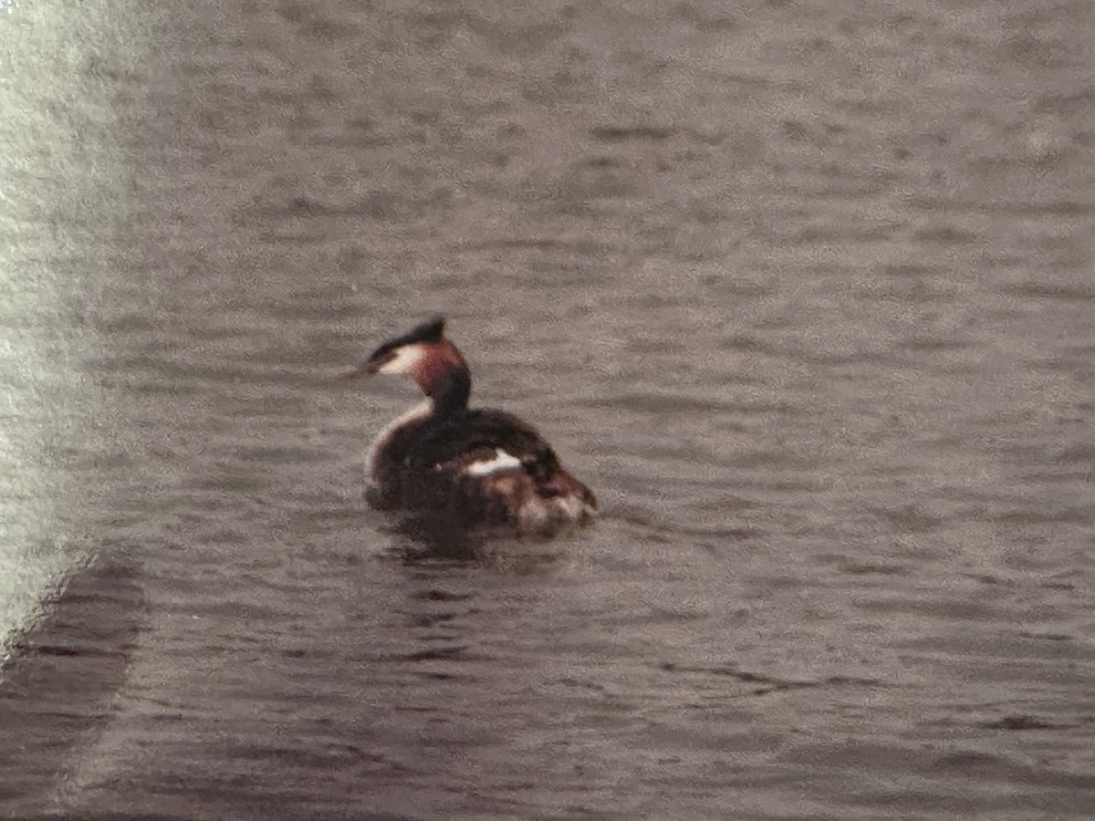 Great Crested Grebe - ML625107779