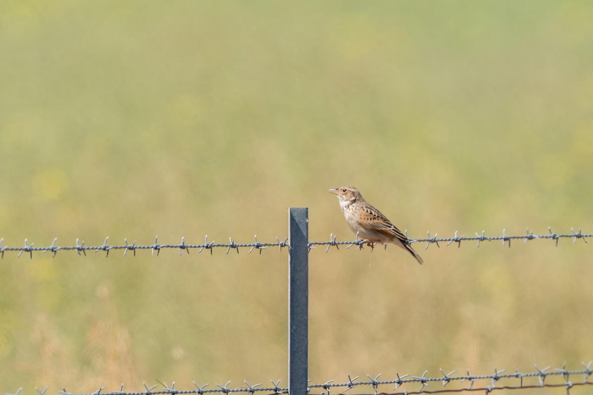 Singing Bushlark - ML625107851