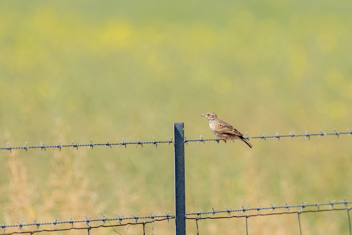 Singing Bushlark - ML625107852