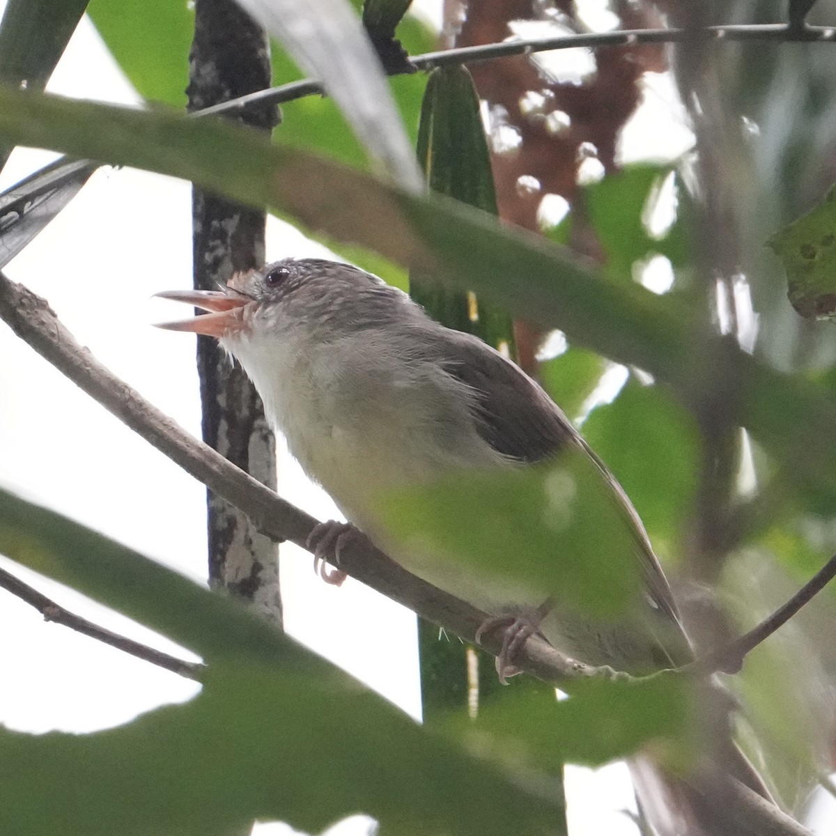 White-chested Babbler - ML625107909