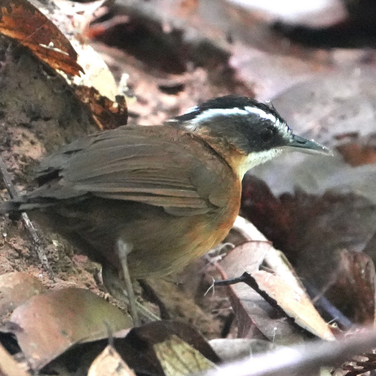 Bornean Black-capped Babbler - ML625107910