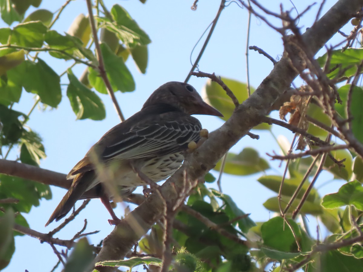 Green Oriole - ML625107914