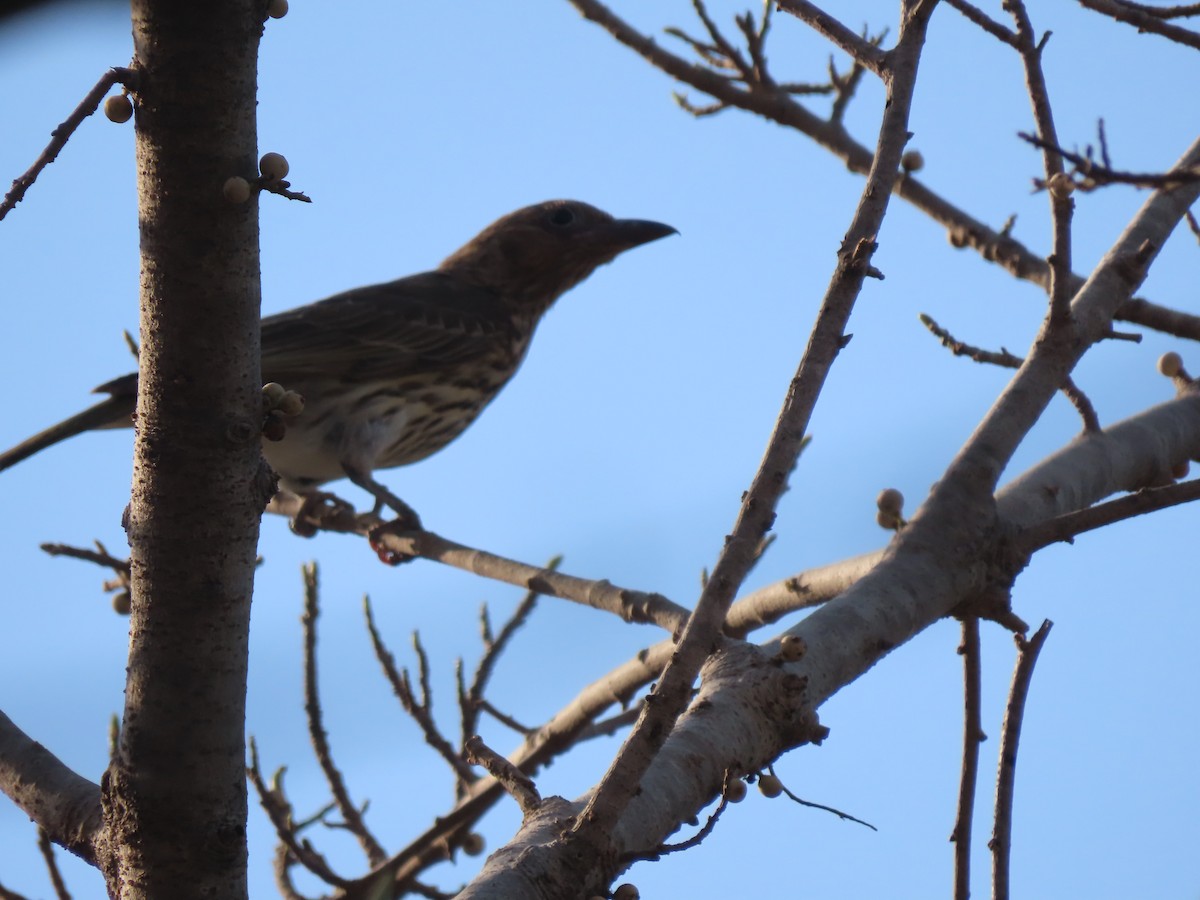 Green Oriole - ML625107915