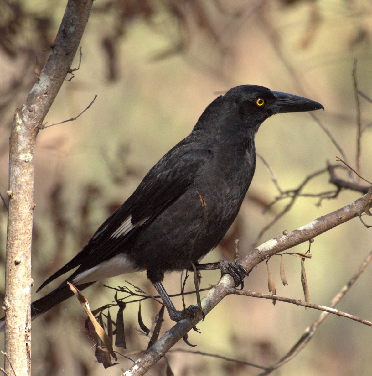 Pied Currawong - ML625107922