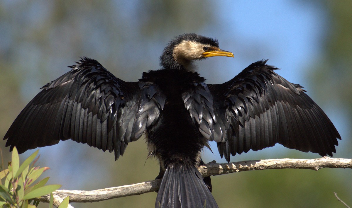 Pied Cormorant - Michael Vermue