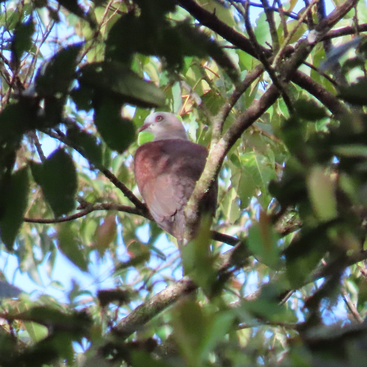 Mountain Imperial-Pigeon - ML625108256