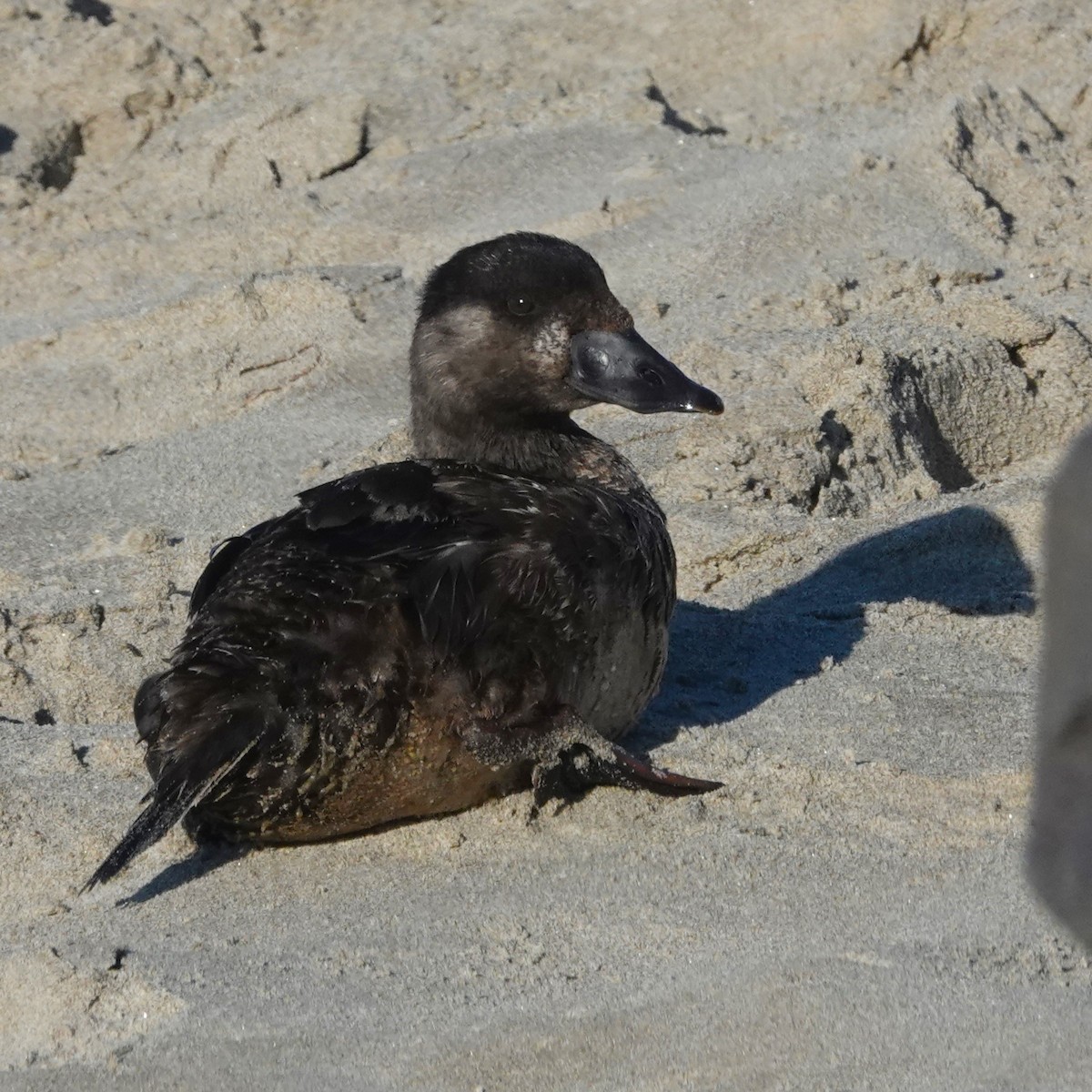 Surf Scoter - ML625108261