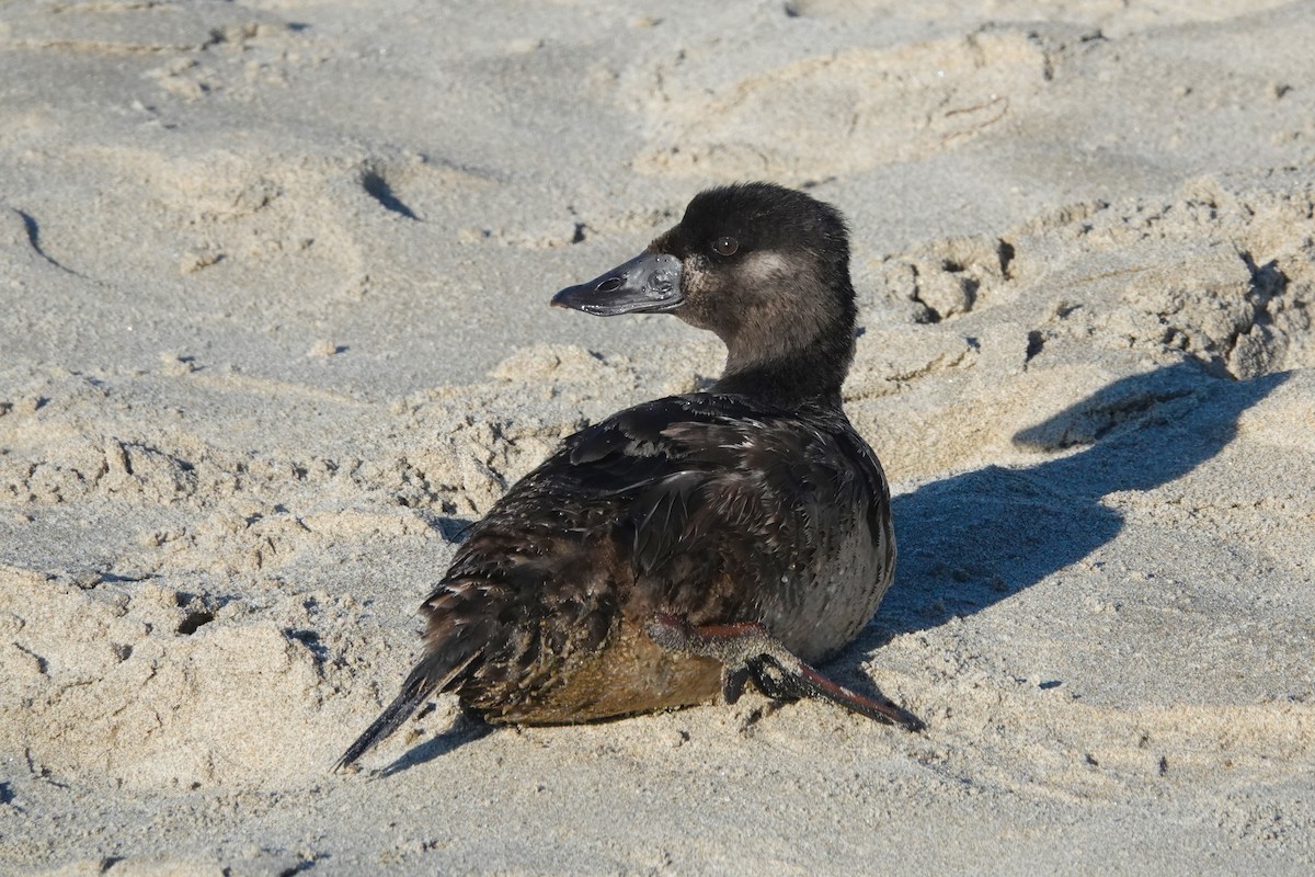 Surf Scoter - ML625108262