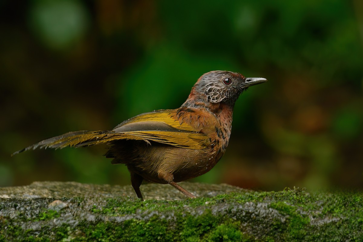 Chestnut-crowned Laughingthrush - ML625108268