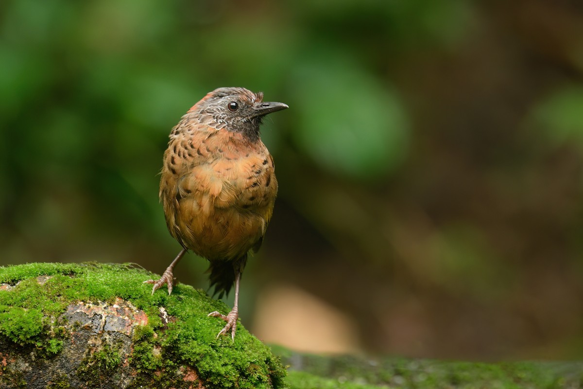 Chestnut-crowned Laughingthrush - ML625108269