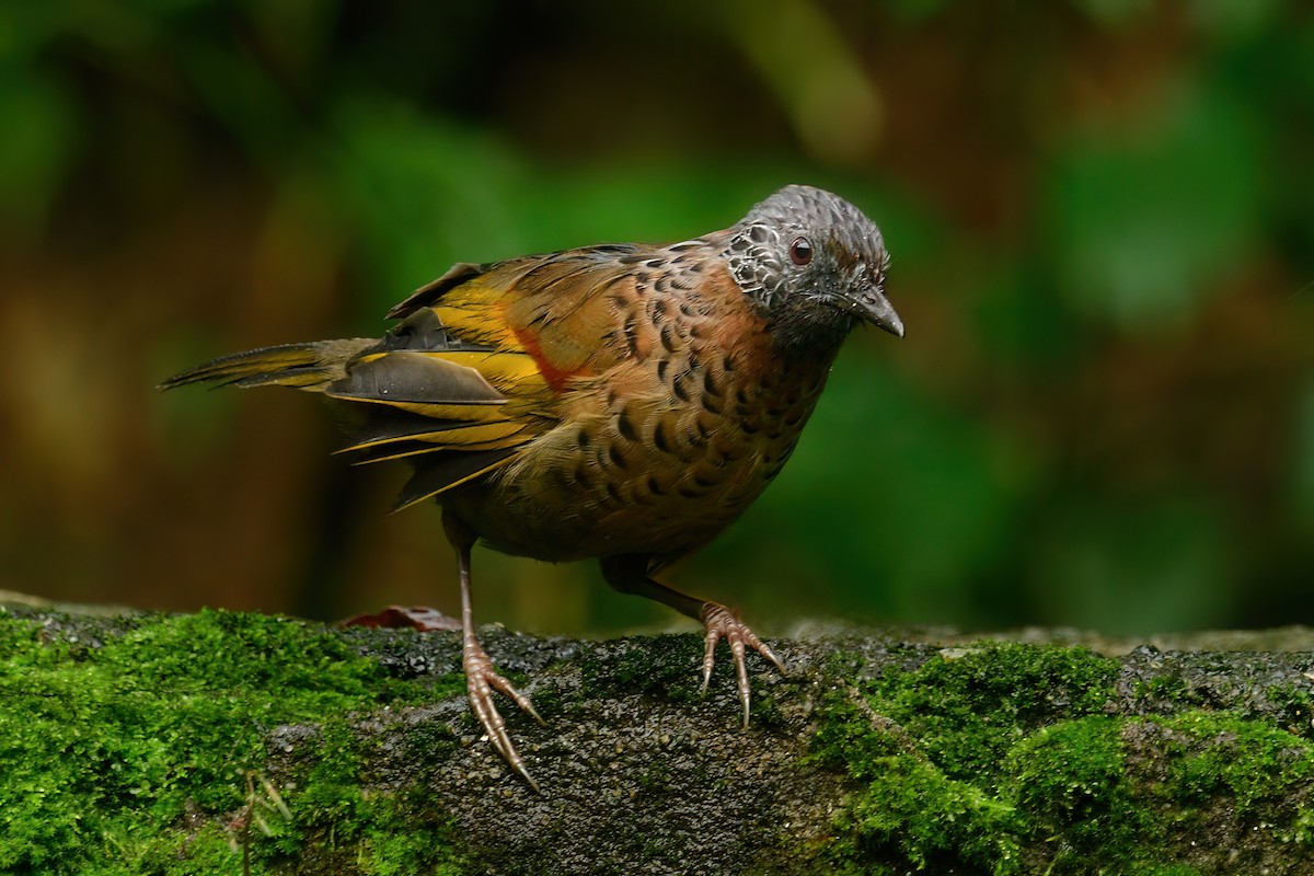 Chestnut-crowned Laughingthrush - ML625108270